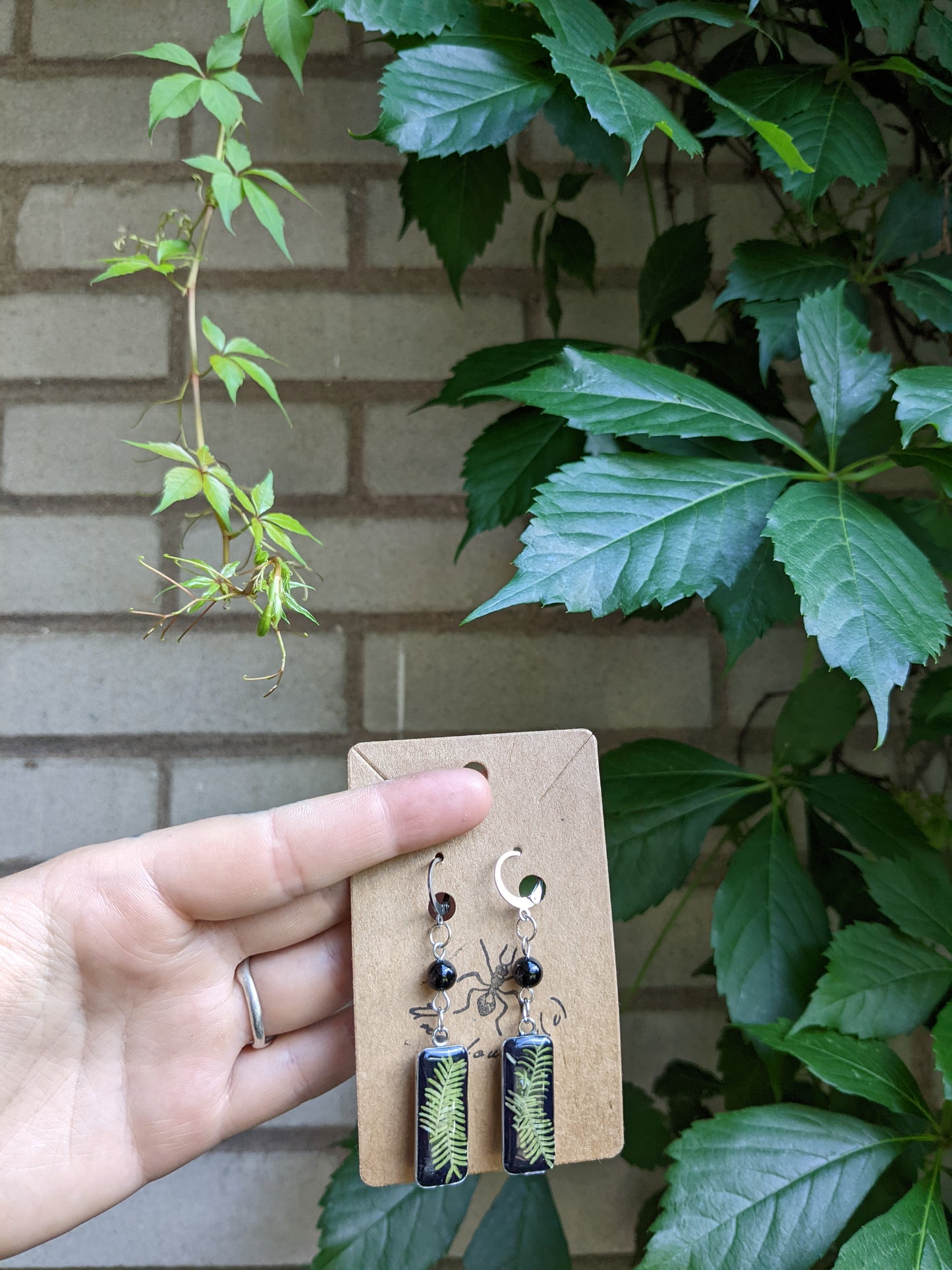 Rectangular ferns