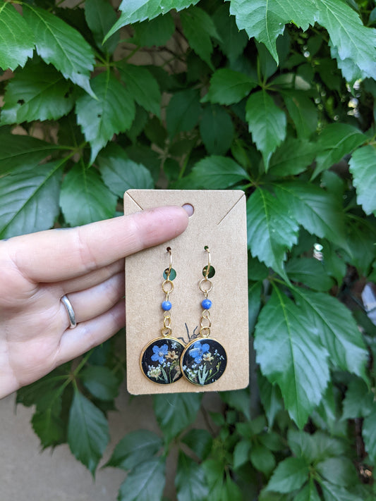 Golden Forget me not