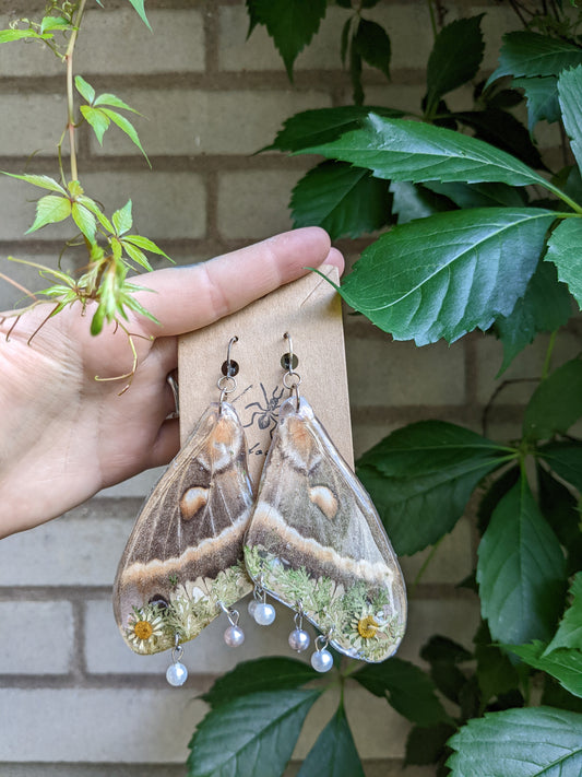 Real large moth wings